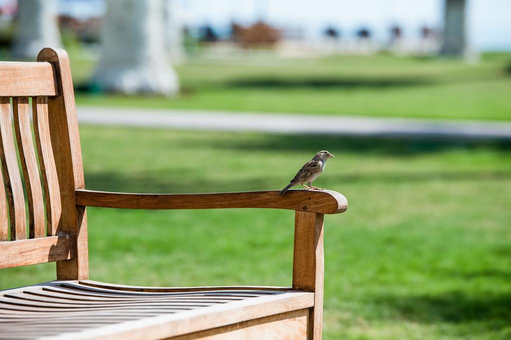 海岸线海滩穆尔瓦度假村 乌姆赛义德 外观 照片 A sparrow on a bench